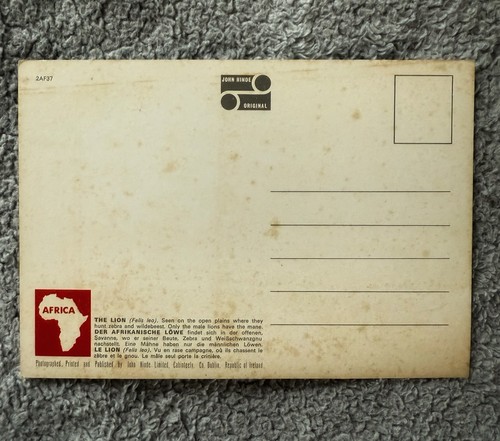 Vintage 1960’s Lions On The African Plains Postcard Unused - Picture 2 of 2