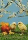 EASTER CHICKEN EGG Vintage Postcard CPSM #PBO753