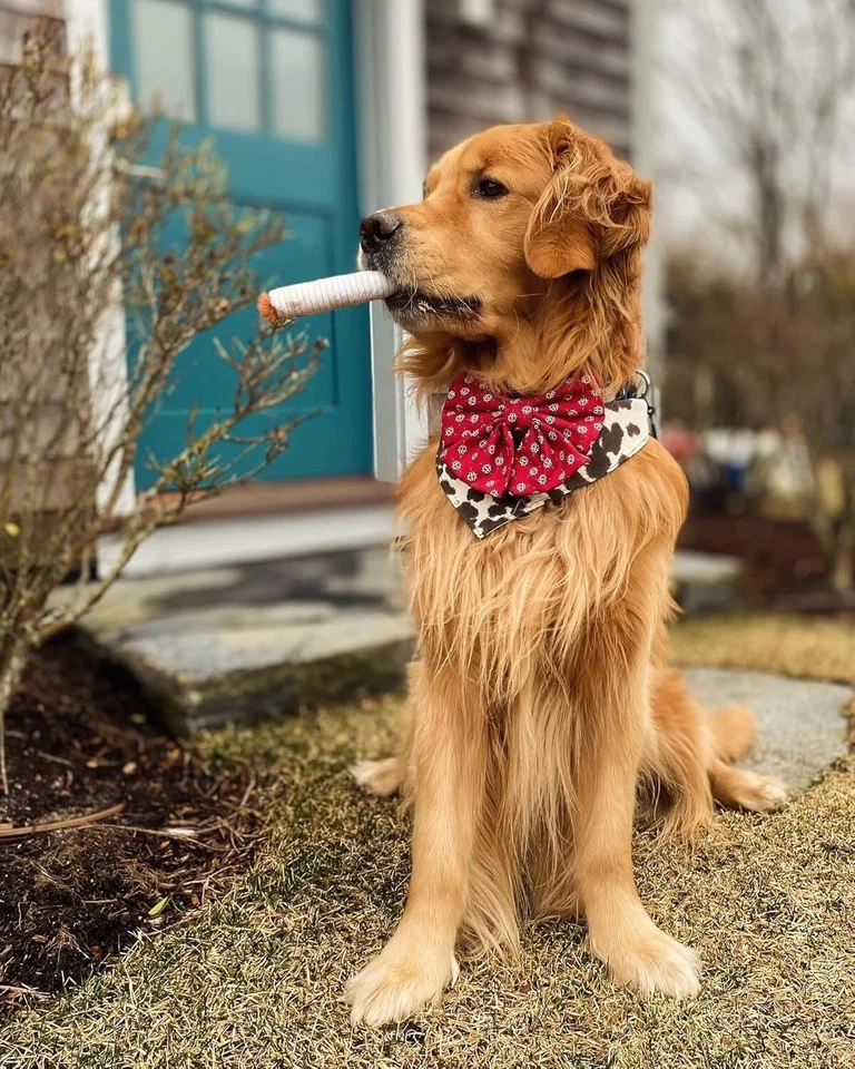 Juguetes para perros cigarrillos divertidos chirriantes divertidos geniales juguetes interactivos de peluche para perros pequeños Foto 4 de 4