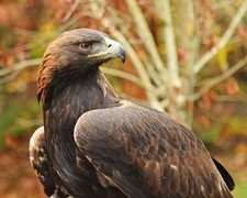 650014 Nature Golden Eagle Animal America Bird Wall Print Poster