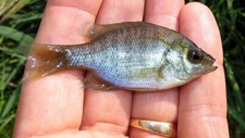 1-3" Bluegill LIVE Fish for Pond or aquaponic GUARANTEE ALIVE - FEED TRAINED