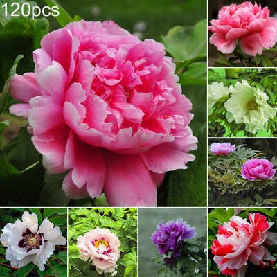 Am Sn Fp Als 120pcs Gemischte Farbe Pfingstrose Samen