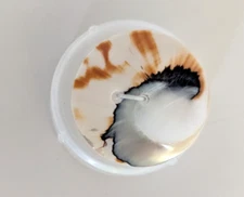 Sold Separately 12 Blue Moon Shell Buttons Polished on both Sides 1.25" Round SM