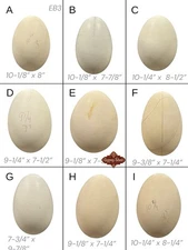 9 Empty VTG 7-10” Blown Goose Eggs Blown White Shell Pysanky Butterk Two Hole