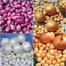 50 Onion Sets  *MIXED* Grow Your Own Vegetables * Ready Now*