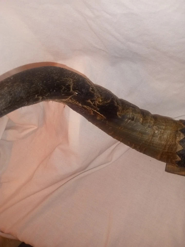 Bull Horns 21" de MP y KD Horn Shop Foto 4 de 4