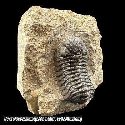 Phacops Trilobit Fossil A Klasse Devon Marokko Taboumakhlouf Formation