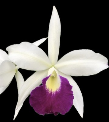 ファビュラスシャイン Brassavola nodosa x RIc. Hsinying Anna Orchid plant Blooming Size