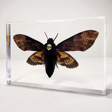 Death's Head Moth In Resin, Hawkmoth with Jeweled Skull, Acherontia lachesis