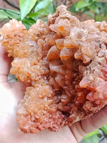660g Natural Gemstone Orange Dog Tooth Calcite Cluster Mineral Specimen Crystal - Picture 15 of 16