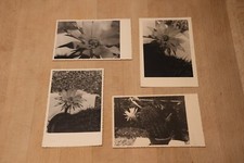 4 alte Foto Postkarten PK - blühender Kaktus Kakteen  *** Schwarz Weiß Fotos