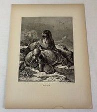 1885 print ~ WALRUS ~ 9x12