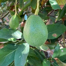 12 Bacon Avocado Seeds | USA Grown | Non GMO, naturally grown