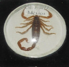 Vintage  Cd. Juarez Mexico Bubble Glass Real Scorpion Ashtray Cigarette Tobacco — photo 3