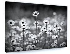 Black and White Daisy Flower Canvas Picture Print Wall Art C310