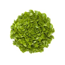 600 SEMI DI LATTUGA A FOGLIA DI QUERCIA +OMAGGIO