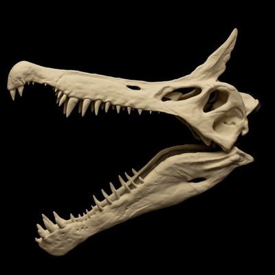 Spinosaurus Mirabilis Schädel Replik NEU Schopf Spinosaurus Dinosaurier Fossil