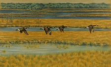 Canada Geese in Flight, Original Bird Pastel Drawing, 12 x 8.5 by ADA Trenga