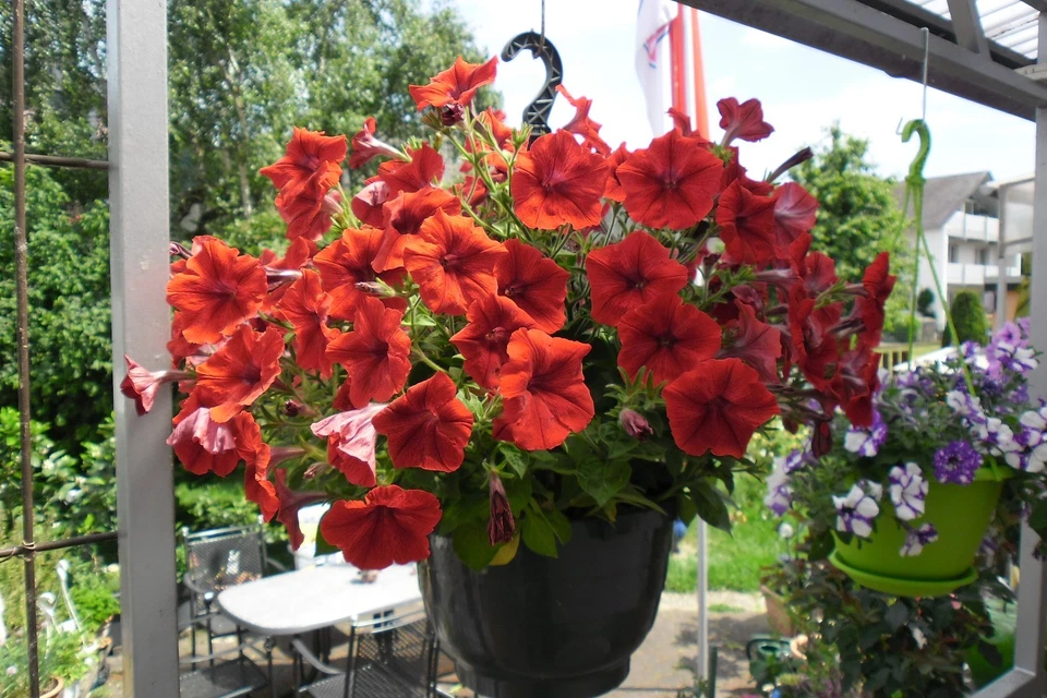 5 ltr. bio organischer Langzeitdünger, Wurmhumus gesiebt bis 4 mm - Bild 4 von 4