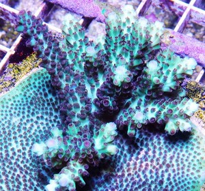 RR The Vinh Acropora Frag Zoanthids Zoa Paly SPS LPS Corals, 1 Inch