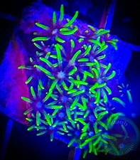SAF~Green Star Polyp Coral Frag Plug “WYSIWYG” GSP, Soft Corals, reef, Live