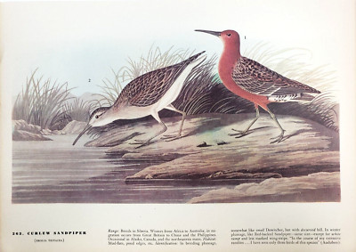 Curlew Sandpiper 1942 Lithograph Print Audubon Bird America Fulmar