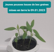 25 graines Piment Oiseau Agriculture BIO récolte Juin 2025 congo RDC