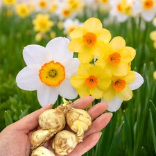 5-100 Dwarf Daffodil Bulb Mix Narcissus Corm Garden Flower Outdoor