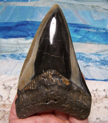 #ad MEGALODON SHARK TOOTH 4quot; SHARK TEETH HUGE JAW FOSSIL STUNNING POLISHED GEM REAL $89.00