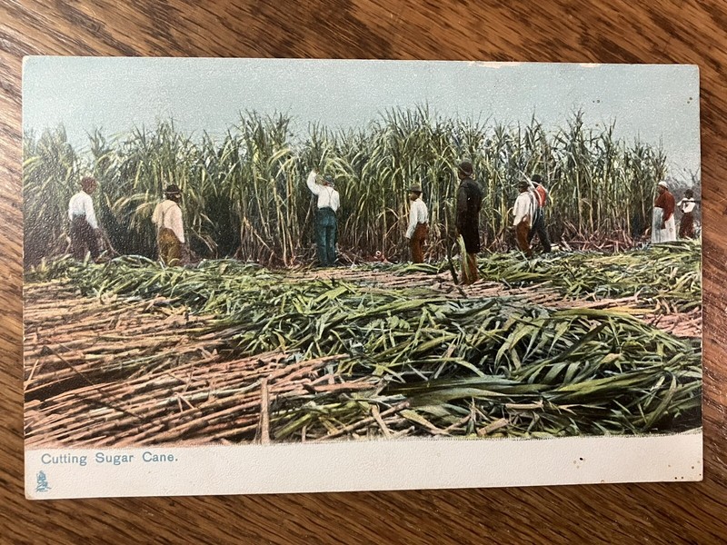 c. 1910's - BLACK AMERICAN POSTCARD - Cover:  "Cutting Sugar Cane "