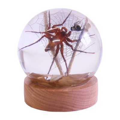 Spider & Fly Globe