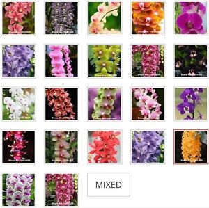 US-20Pcs-Mixed-Colors-Phalaenopsis-Seeds-Bonsai-Balcony-Flower-Orchid-Seeds