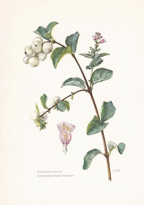 1960 COMMON SNOWBERRY Druck - Botanische Wandkunst - Vintage - 7,5 x 10,6 Zoll
