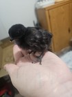 12 AYAM CEMANI EGGS. — photo 2