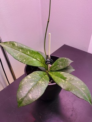 Hoya Crassipetiolata Splash Tropical Vining Houseplant