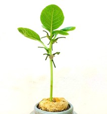 Dorstenia cuspidata 10 SEEDS - Shield flower | Dorstenia plant