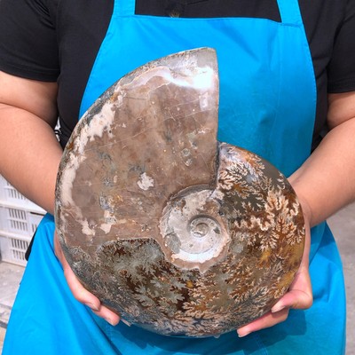 7.41LB Natural Beautiful Fossil Conch Slice Crystal Mineral Specimen 2247