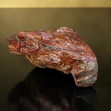 Arizona Rainbow Petrified Wood Rough 4.25lb Agatized Fossil Holbrook Lapidary 8"