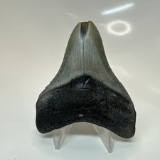 Megalodon Shark Tooth 3.42 Inch - Natural - Wide Fossil - Authentic Teeth 20678