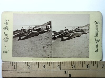 Provincetown Massachusetts Whaling Industry Whales Stereoview c1870s Y17877