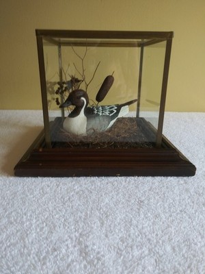 Endangered Wetland Goose nesting