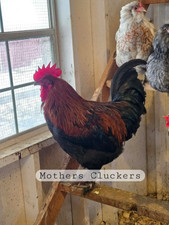 10 2 Black Copper Maran Hatching Eggs Spotted Dark Brown