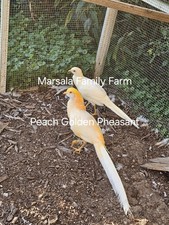 PRESALE-6 Peach Golden Pheasant Hatching Egg 04/2026. Please read description