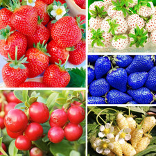 5 Types Mix Fruit Seeds for Planting 100 Red Strawberry 100 White Strawberry 1