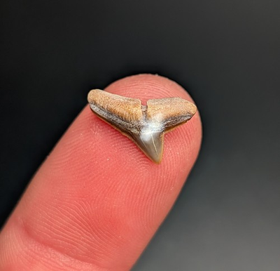 #ad Rare Uniquely Patterned Hammerhead Shark Tooth South Carolina Quality Fossil $19.80