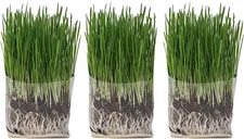 Cat Grass Grow Bag Kit, Organic Cat Grass for Indoor Cats, Cat Grass Seeds, S...