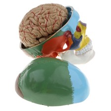 22-Part Painted Human Skull Model | Life Size...