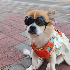 Pet Dog Anti-UV Glasses Sunglasses Protection Eye Wear Cool Fashion Goggles UK