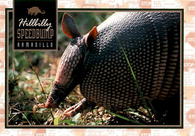 Armadillo, Hillbilly, SPEEDBUMP, ONE WAY, STOP, CAUTION, Postcard