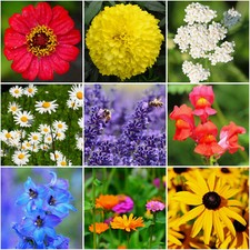 2500 Samen Sommer Blumenmischung Bienenweide bunte Blumenwiese Bauerngarten